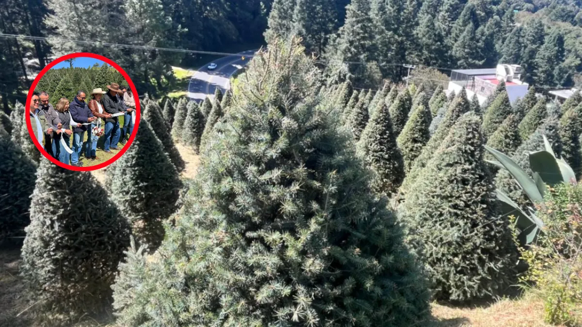 Temporada de árboles de Navidad en Edomex impulsa la economía rural y la reforestación