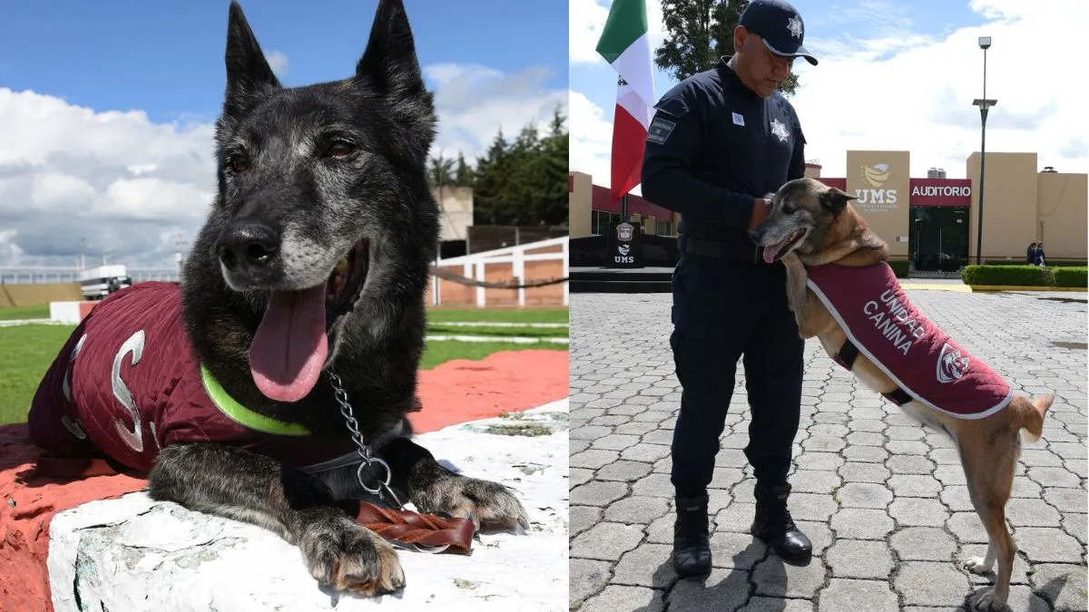 Caninos de la SSEM cumplen su servicio y son trasladados a Almoloya de Juárez para su jubilación