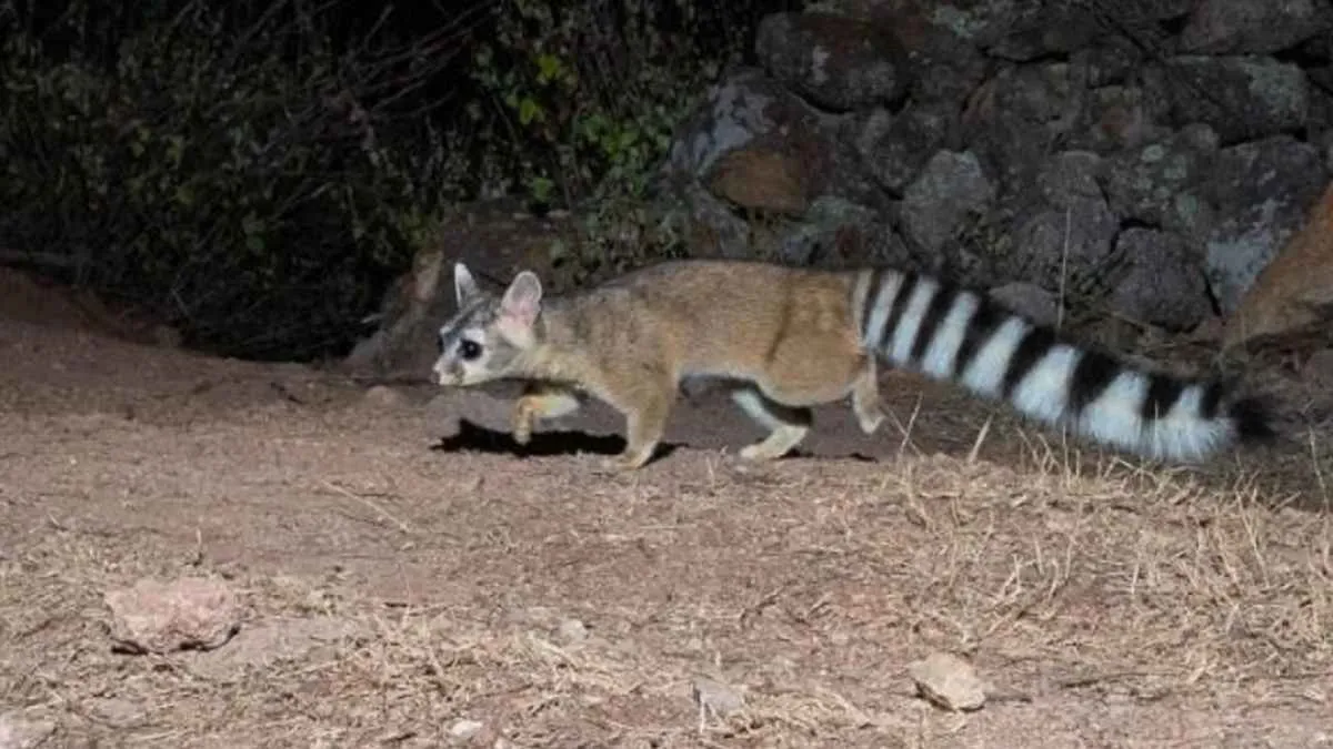 Registran ataques contra cacomixtles también en Cacalomacán, Toluca