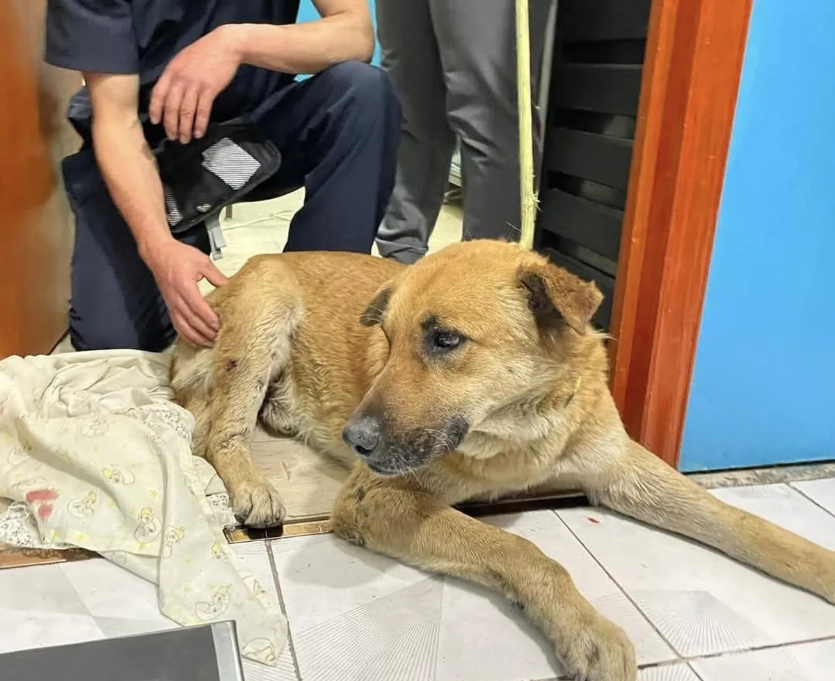 Video: piden destitución de directora del DIF Amecameca por maltrato animal