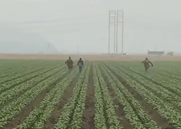Redadas antimigrantes del ICE llegan a los campos agrícolas de California