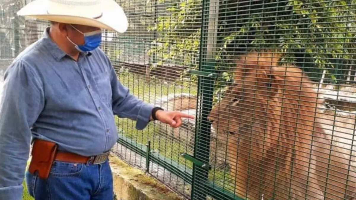 Fallece león en zoológico de Yucatán por golpe de calor