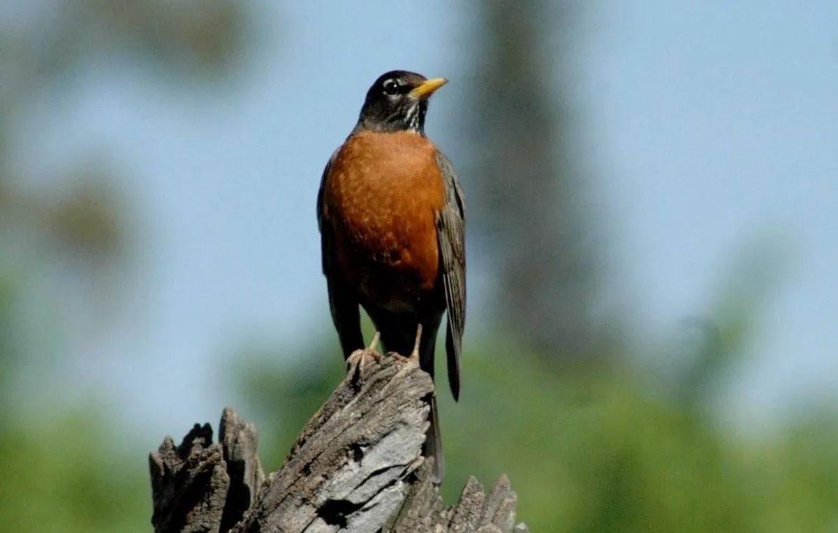 Edomex: Áreas Naturales conservan la Biodiversidad