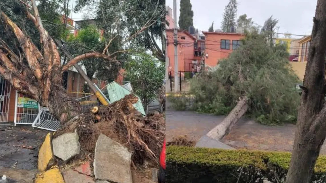 PC, vigila en Atizapán 300 árboles que están enfermos o muertos y que se podrían desplomar por lluvias
