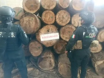 Clausuran predio en Xonacatlán por presunto almacenamiento ilegal de madera