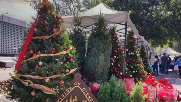 Chapingo venderá árboles cultivados para Navidad