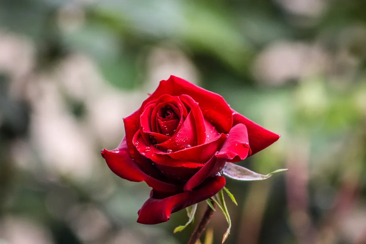 Floricultores mexiquenses listos para venta del 14 de febrero