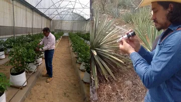 Metepec: ¿Tienes plagas en cosecha? Así puedes reportarlo