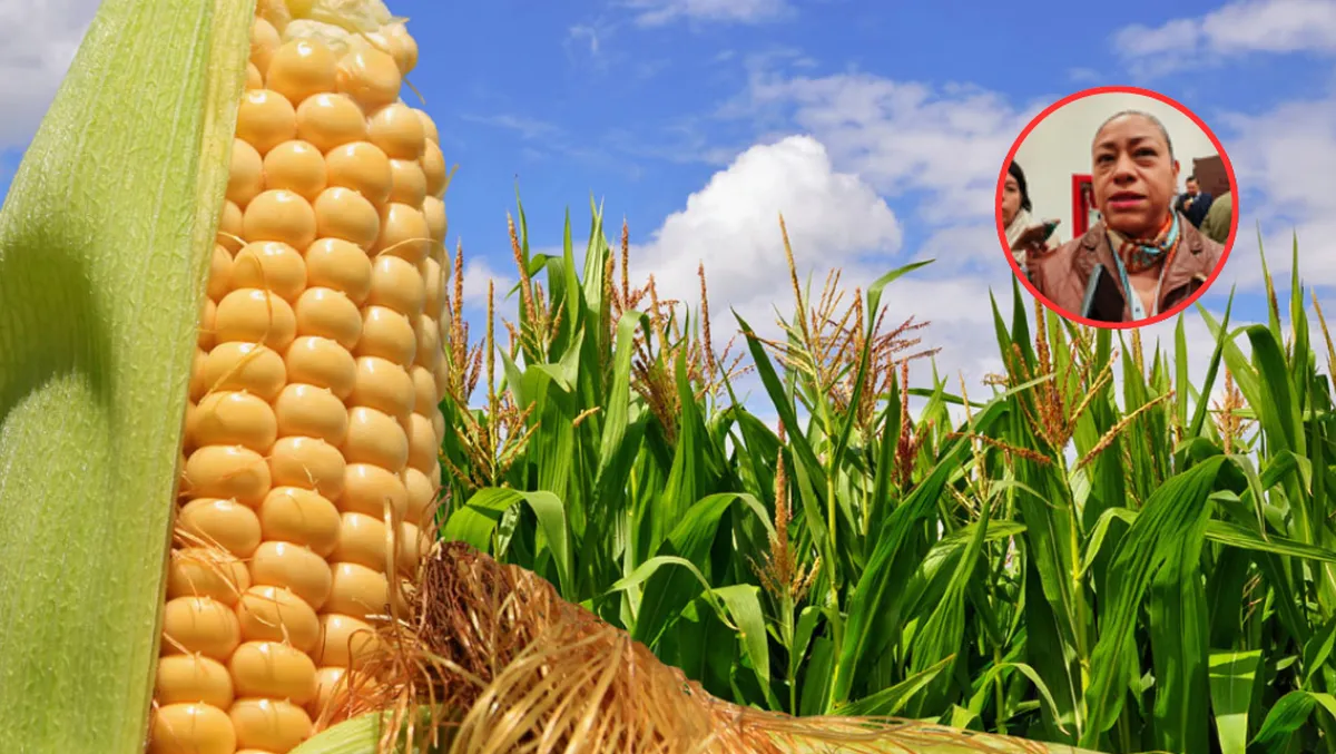 Edomex revisa precios y apoyos para maíz ante aumento de demanda y presión presupuestal