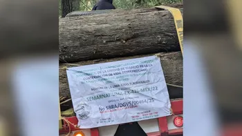 Tala de árboles en Tlalmanalco es preocupante: senderistas