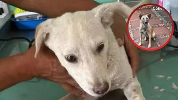 Rituales y pirotecnia ponen en riesgo a gatos y perros del Edomex