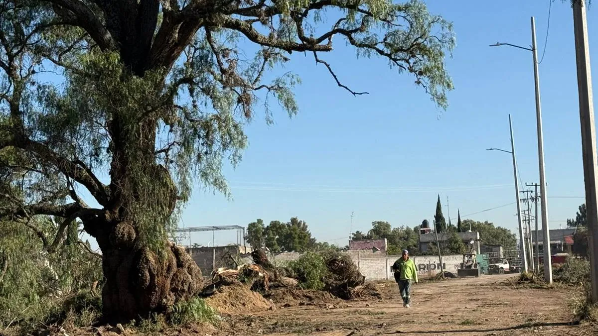Talan árboles en Otumba por obras de pavimentación