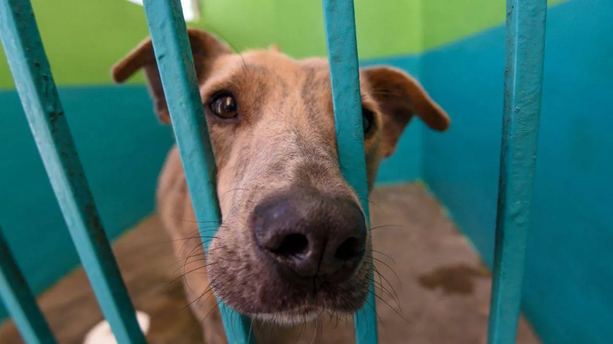 Tecámac: Rescatan a 13 perros y un gatito en condiciones de abandono