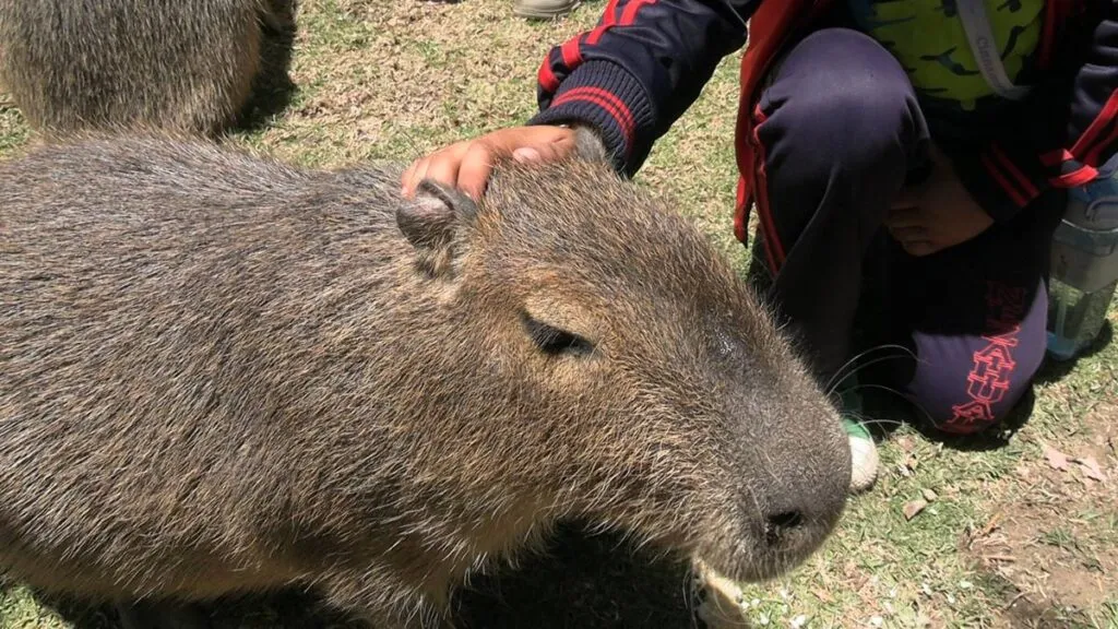 Alimenta y acaricia capibaras en parque de Edomex