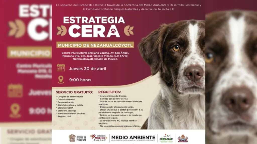 Neza prepara estrategia CERA para perros y gatos; habrá esterilización gratuita