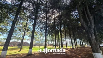 Comienzan acciones para atender plagas de descortezadores