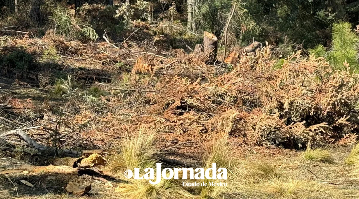 Edomex: Defiende SS operativos para combatir a talamontes clandestinos