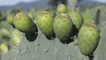 Edomex aporta más de un tercio de tuna nacional