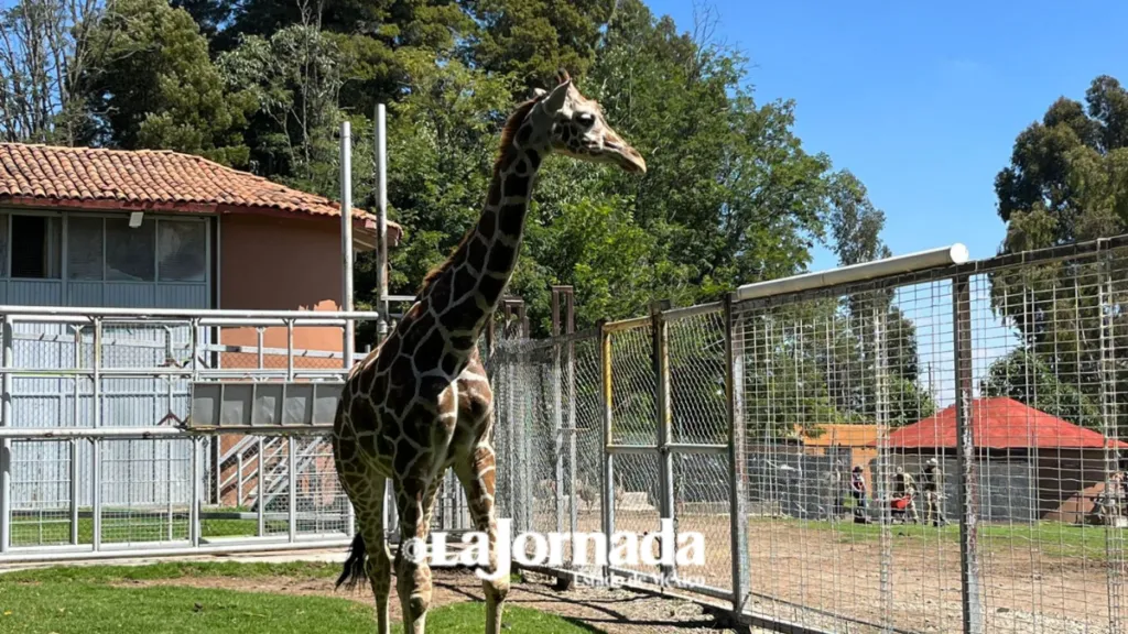Nueva jirafa de Zacango “Cosmo” será para conservación genética
