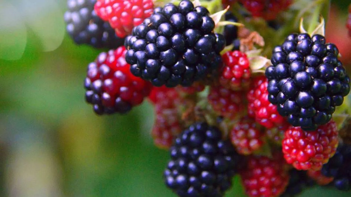 Chapingo busca producir berries que resistan las plagas y enfermedades
