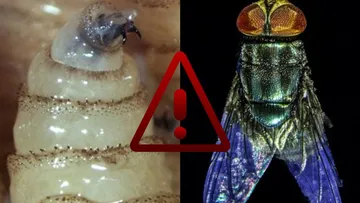 La miasis por cochliomyia hominivorax ya suma 235 casos humanos en México durante 2026.