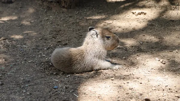 El nacimiento de este capibara es especialmente significativo, ya que la especie se reproduce con éxito cuando se adapta a un hábitat adecuado.