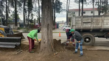 En Toluca plantan 24 nuevos árboles tras retiro de ejemplares en Paseo Colón