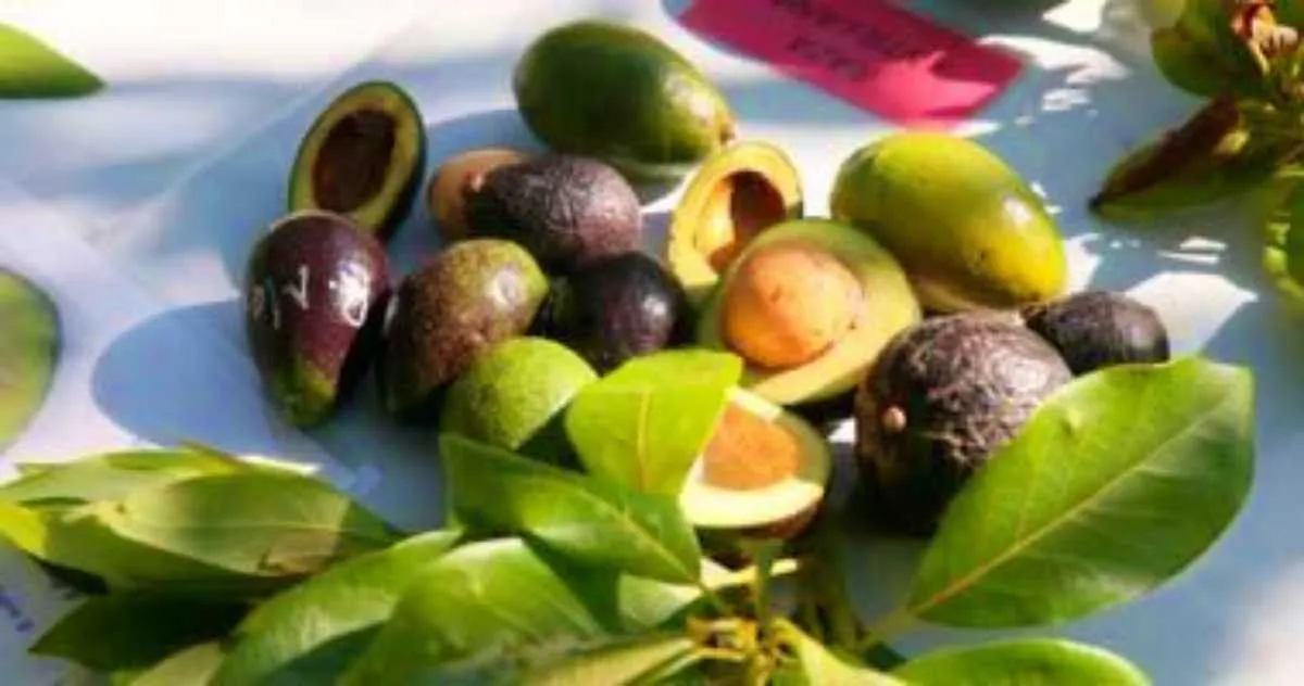 SEDECO busca diversificar exportaciones agro de Edomex