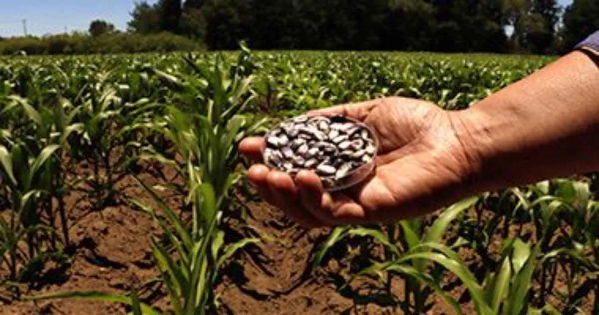 Cambios climáticos impactarían siembra del Edomex