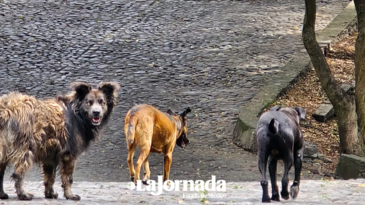 Piden Centro de Control Animal en zona norte de Toluca