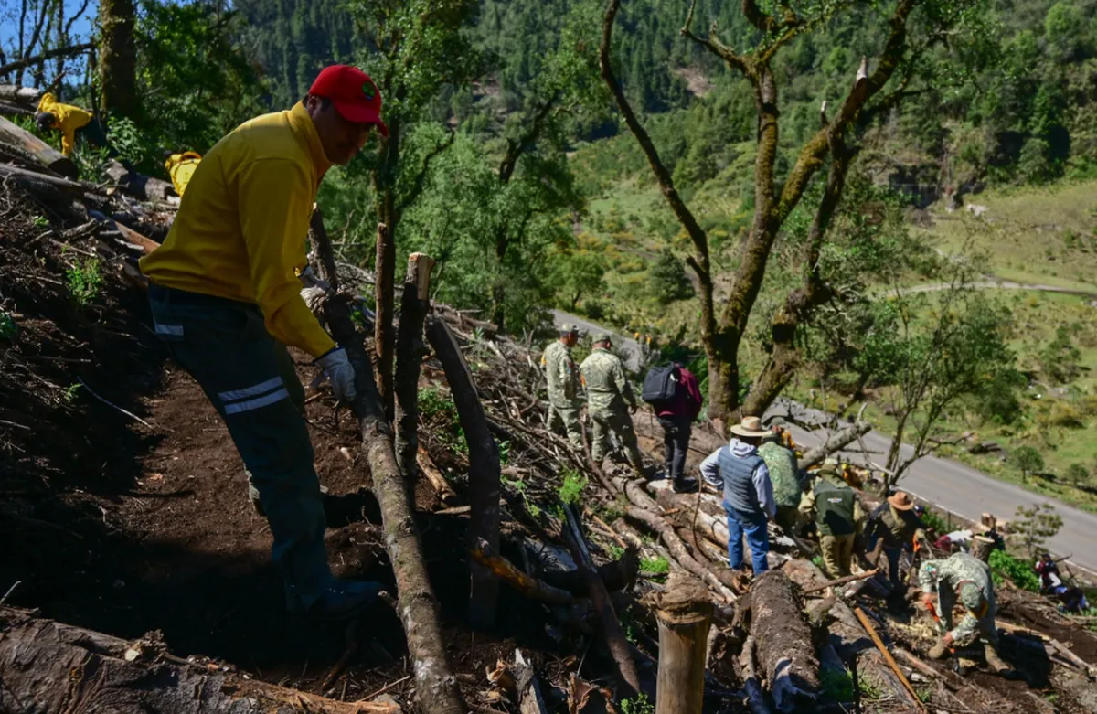 Edomex inicia restauración forestal 2026 en Ocuilan para combatir tala ilegal