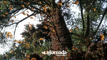 Población de mariposas monarca en México presenta una disminución histórica