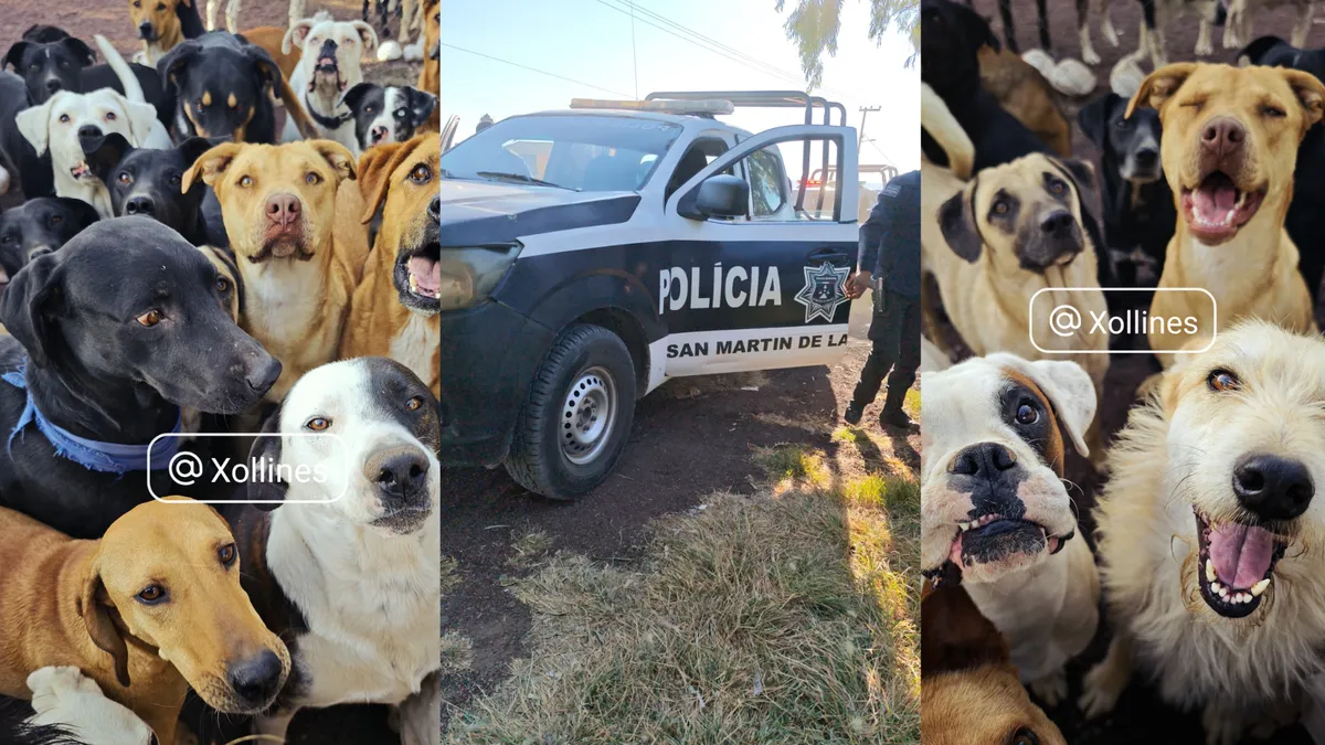 [VIDEO] Así fue el ataque a refugio de perritos en Edomex