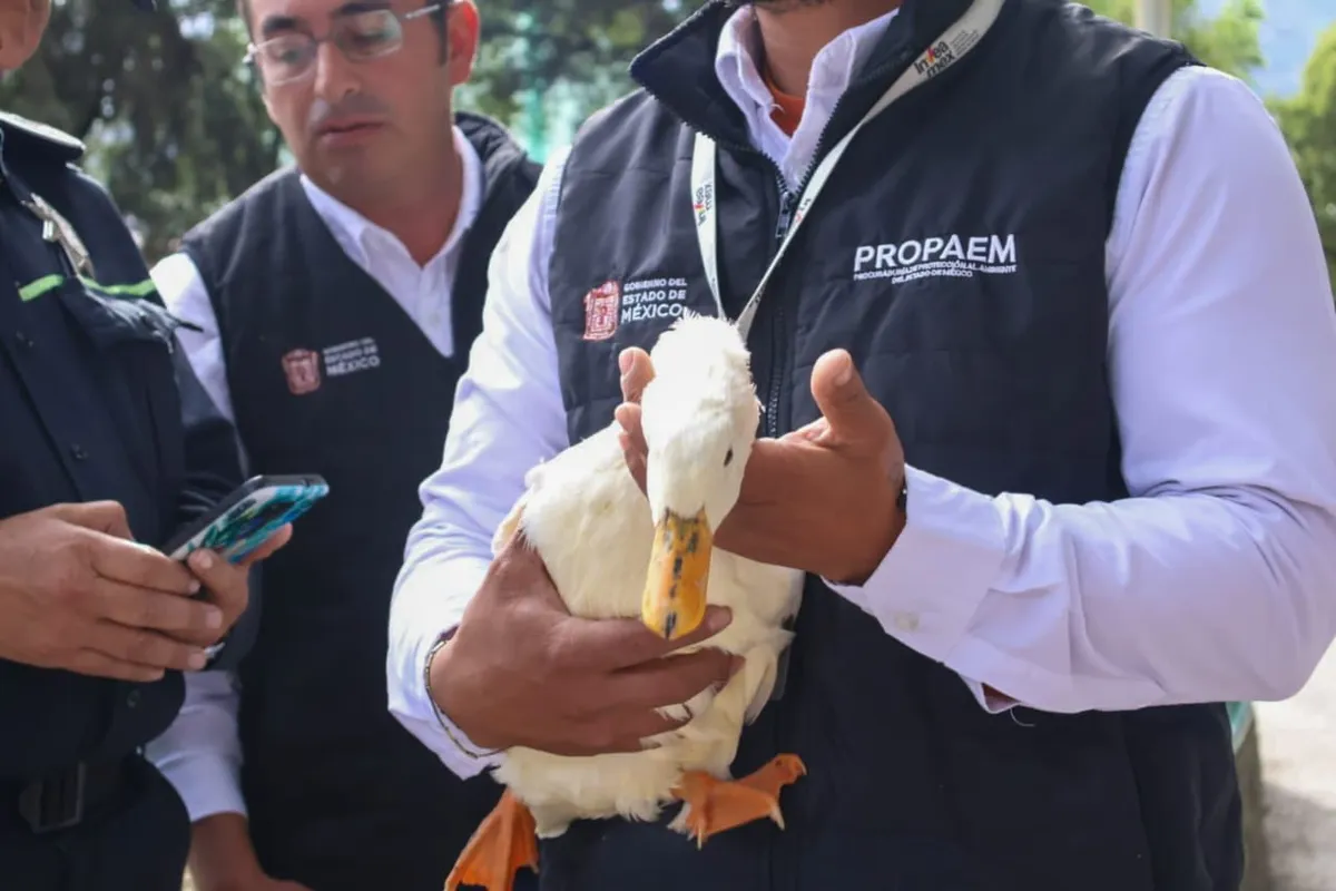 Rescatan a pata víctima de maltrato en Toluca
