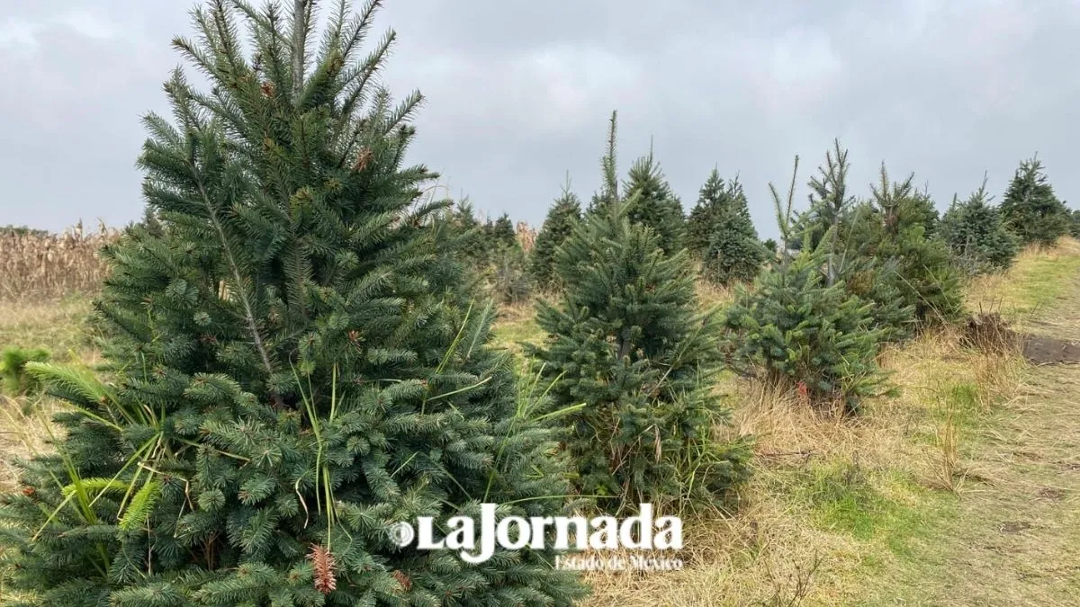 Cae venta de árboles de navidad en los volcanes