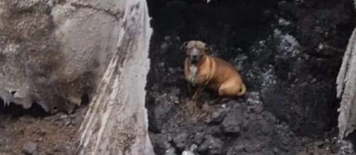 El perro dentro del socavón
