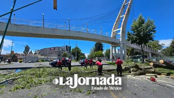 Árbol caído obstruye el paso cerca de CU de la UAEMéx