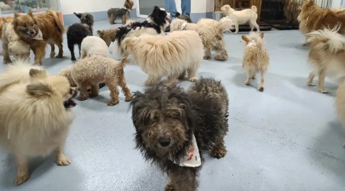 Nezahualcóyotl: Abre primer Refugio para Animales Víctimas de Violencia