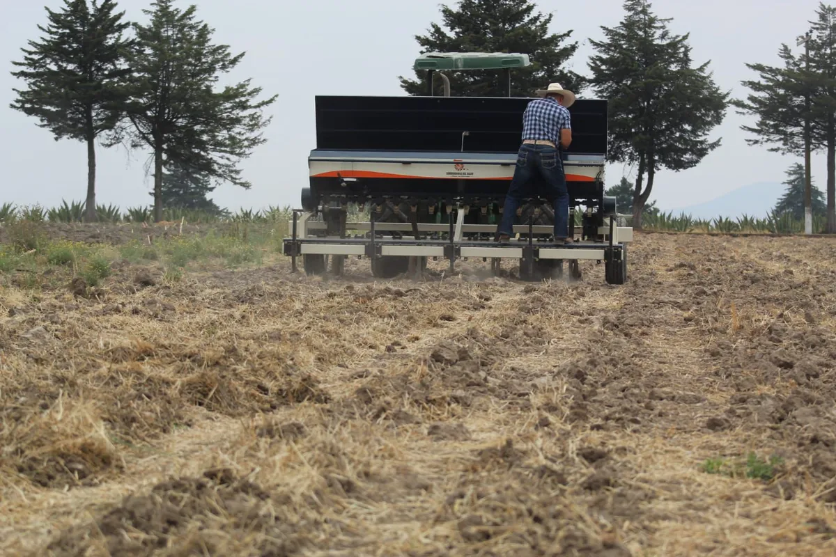 Edomex impulsa el cultivo de amaranto