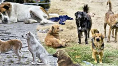 perros abandonados