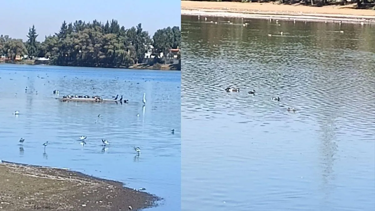 Habitantes protegerán laguna de Axotlán ante cualquier invasión 