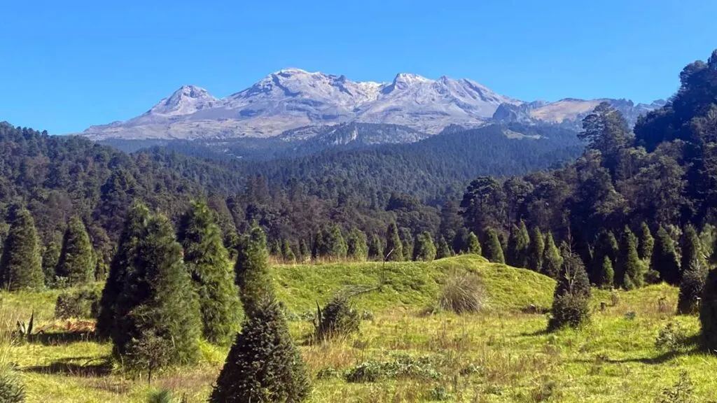 Comercializarán 80 mil árboles de navidad en los volcanes