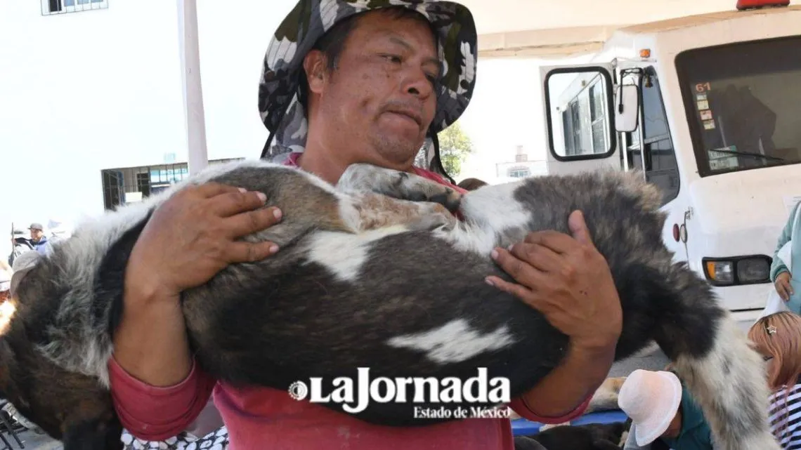 Combaten sobrepoblación de animales en condición de abandono en Toluca