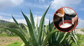 Chapingo diseña máquina que extrae y reubica magueyes pulqueros en solo dos minutos