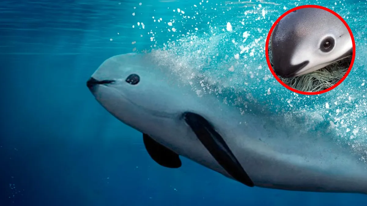 México reprobado en cuidado de la vaquita marina