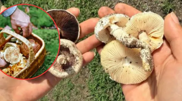 Hongos sagrados en Ocoyoacac: El ritual entre la sanación ancestral y el peligro de la montaña