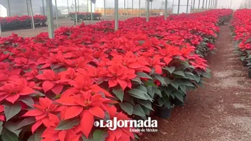 Productores de Texcoco dan vida a la Nochebuena que adorna miles de hogares