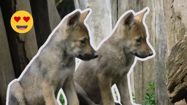 Las cuatro crías de lobo mexicano nacieron el 21 de abril en el Centro de Conservación de la Vida Silvestre San Juan de Aragón.