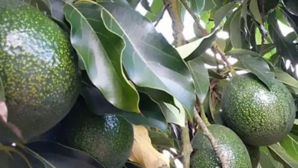 Aguacateros mexiquenses buscan mercados internacionales