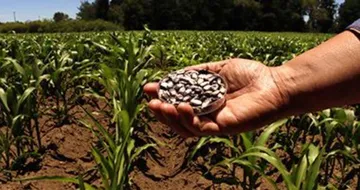 Cambios climáticos impactarían siembra del Edomex